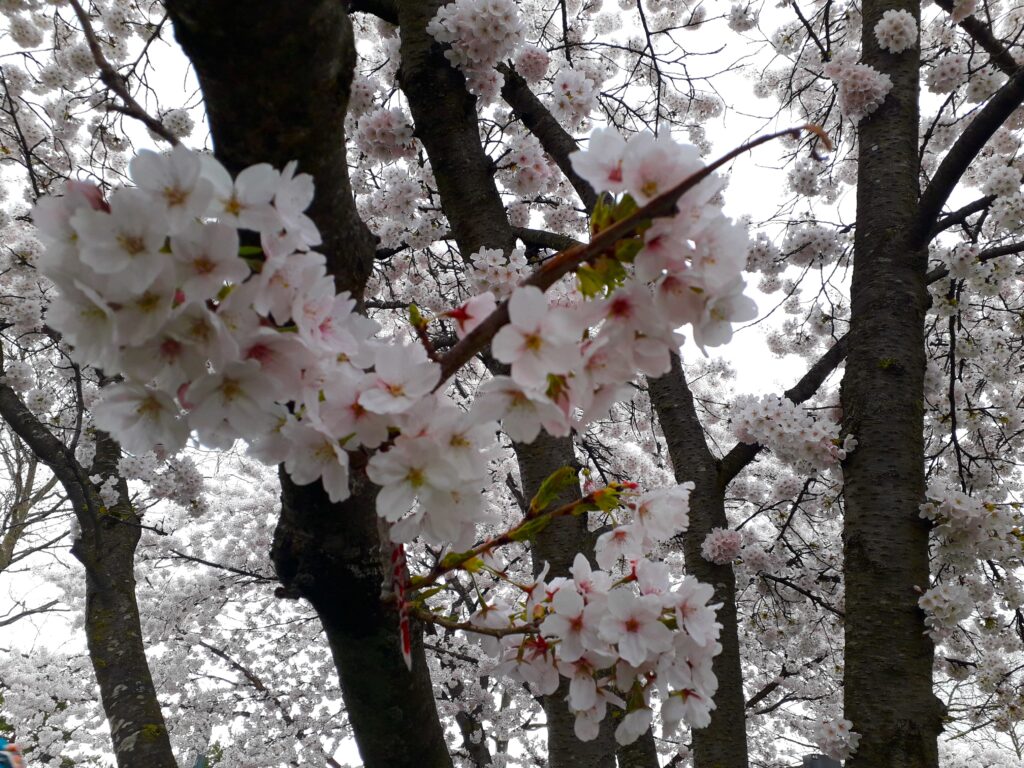 Kunst & Kirschblüte: Der Petuelpark blüht auf… mit Kirschbäumen und seinen 13 Kunstwerken